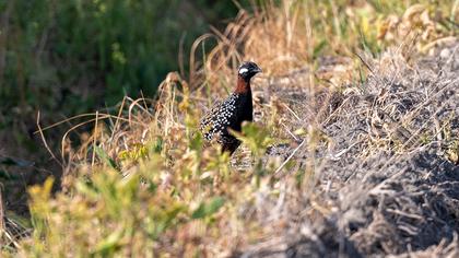 Black Francolin