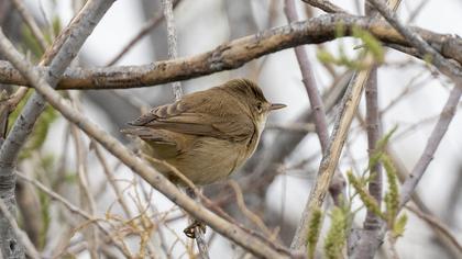 Eurasian Reed Warbler