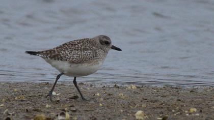 Grey Plover