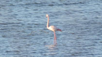 Greater Flamingo