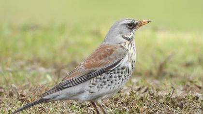 Fieldfare