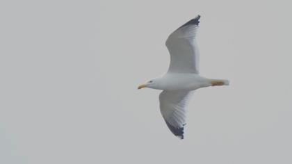 Yellow-legged Gull