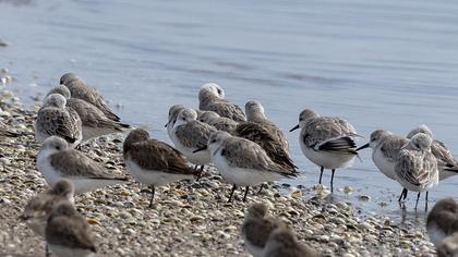 Sanderling