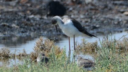 Black-winged Stilt