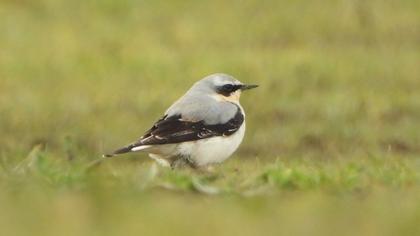 Northern Wheatear