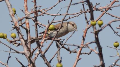 Red-backed Shrike