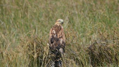 Long-legged Buzzard