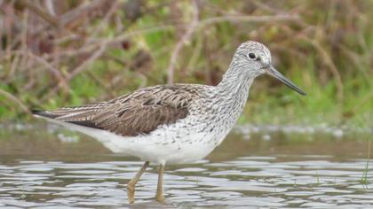 Common Greenshank