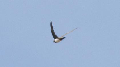 Alpine Swift