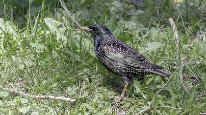 Common Starling