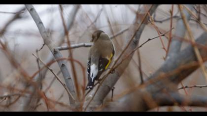 European Goldfinch