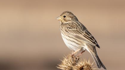Corn Bunting