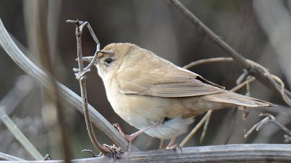 Savi`s Warbler
