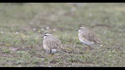 Eurasian Dotterel