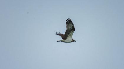 Western Osprey