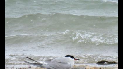 Common Tern