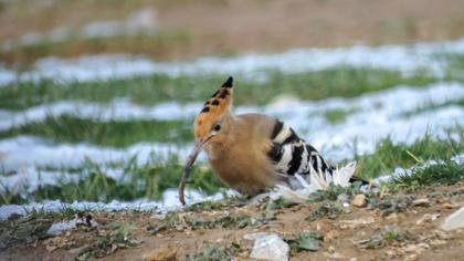 Eurasian Hoopoe