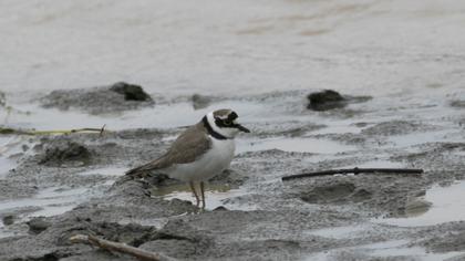 Little Ringed Plover