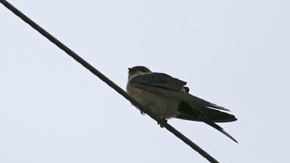 Red-rumped Swallow