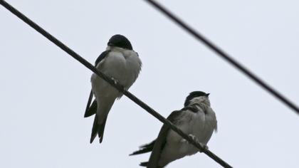 Common House Martin