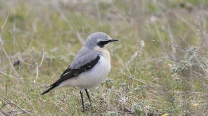 Northern Wheatear