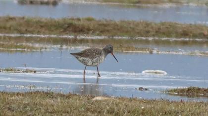 Spotted Redshank