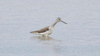 Common Greenshank