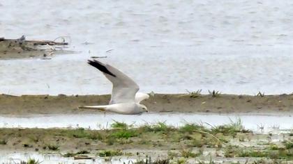 Pallid Harrier