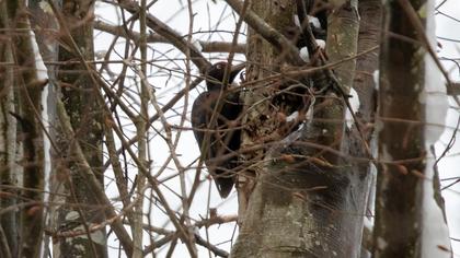 Black Woodpecker
