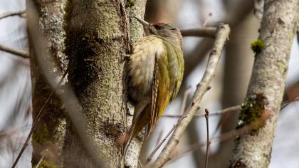 Grey-headed Woodpecker