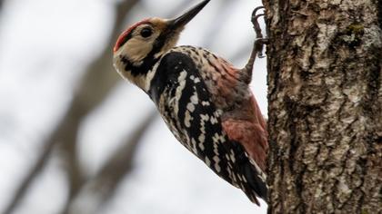 White-backed Woodpecker