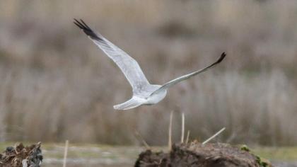 Pallid Harrier