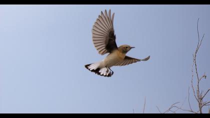 Pied Wheatear