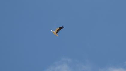 Egyptian Vulture