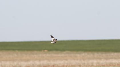 Sociable Lapwing