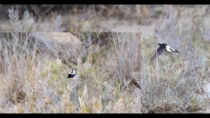 Pied Wheatear