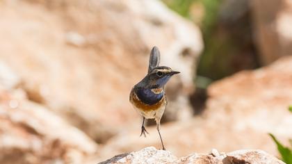Bluethroat