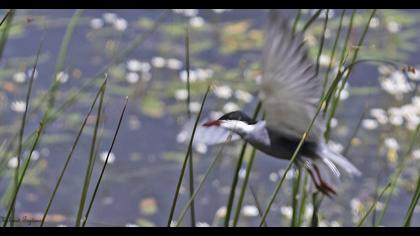 Whiskered Tern