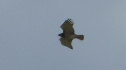 Short-toed Snake Eagle
