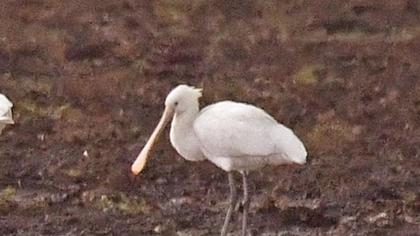 Eurasian Spoonbill