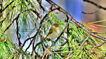 Common Chiffchaff