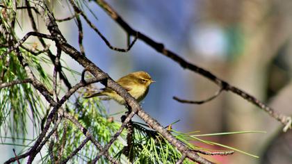 Common Chiffchaff