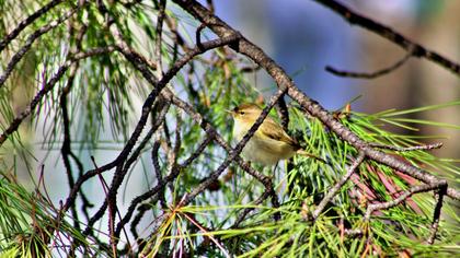 Common Chiffchaff