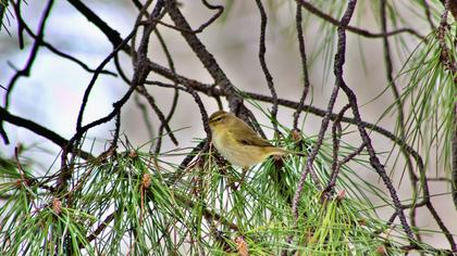 Common Chiffchaff