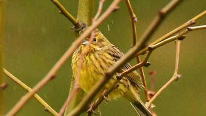 Yellowhammer