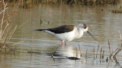 Black-winged Stilt