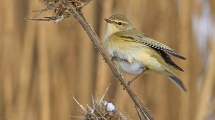 Common Chiffchaff