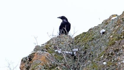 Northern Raven