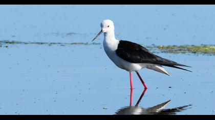 Black-winged Stilt