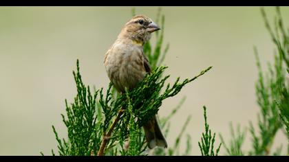 Rock Sparrow